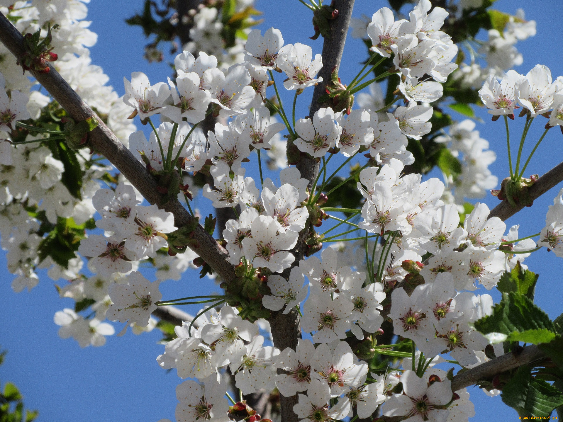 Какие деревья цветут в апреле. Ташкент цветение черешни. Цветение черешни в Крыму. Черешня цветет.